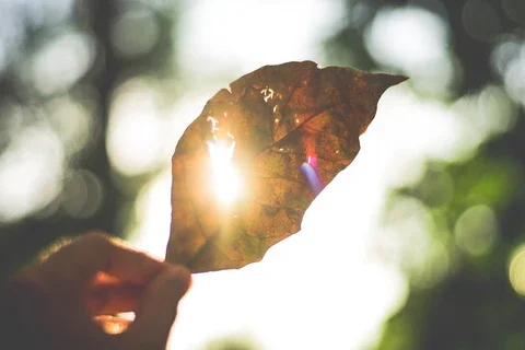 Signe solaire en astrologie - symbolisme du soleil